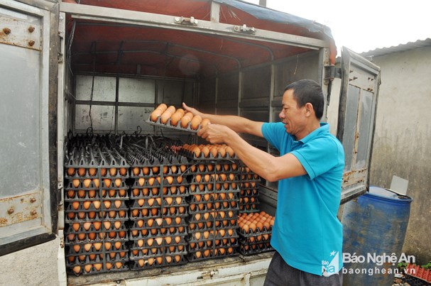 Nghệ An: Giá trứng gia cầm giảm hơn 40%, người chăn nuôi thua lỗ